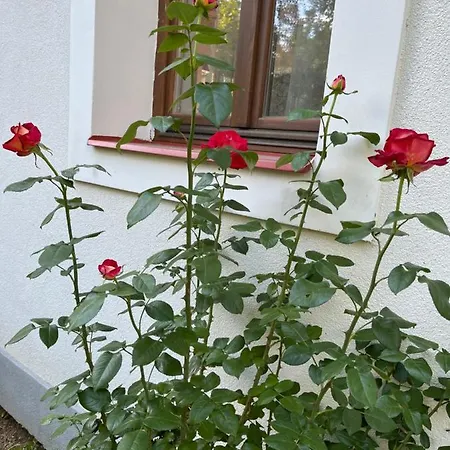 Lägenhet Buzavirag Szentbekkalla