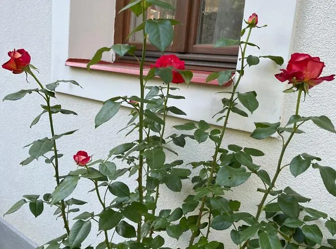 Lejlighed Buzavirag Szentbekkalla